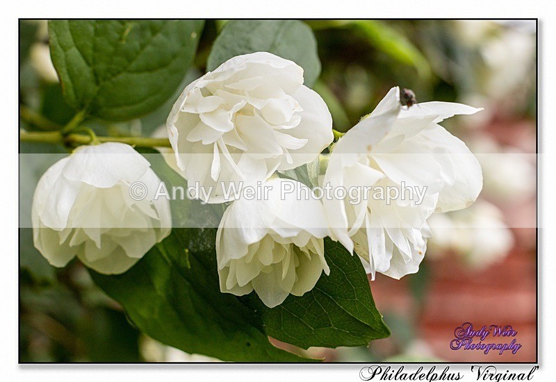 190614-untitled-1L4A1936-Edit-2 - Plants & Flowers