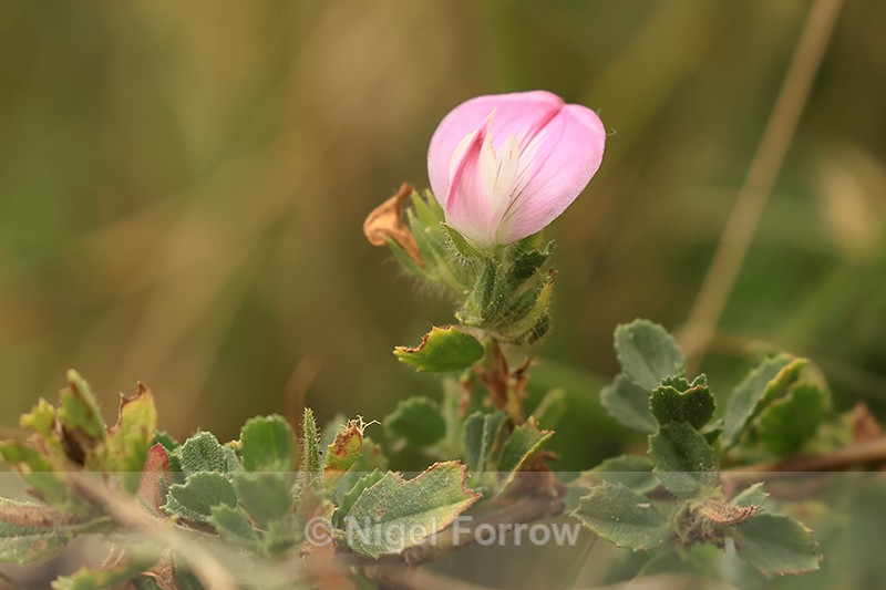 Common Restharrow flower, Winspit, Dorset - PLANTS