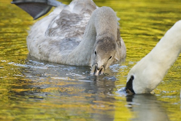 Mute Swan & Gygnet_ AN 0039 - Birds, swans and gulls