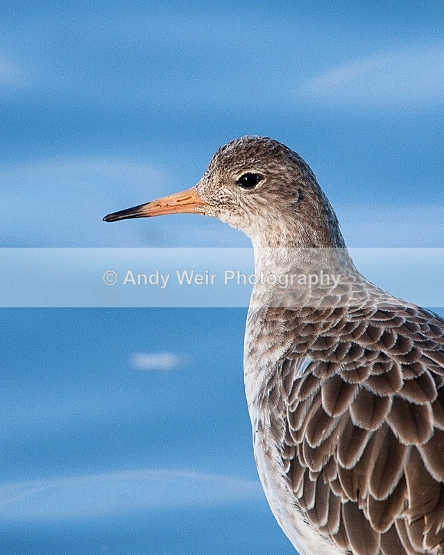 20081128-IMG_0754 023 - Ruff