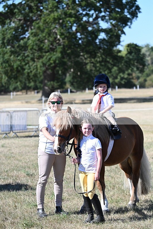WJ7_1645 - Class 42 Most Handsome Gelding