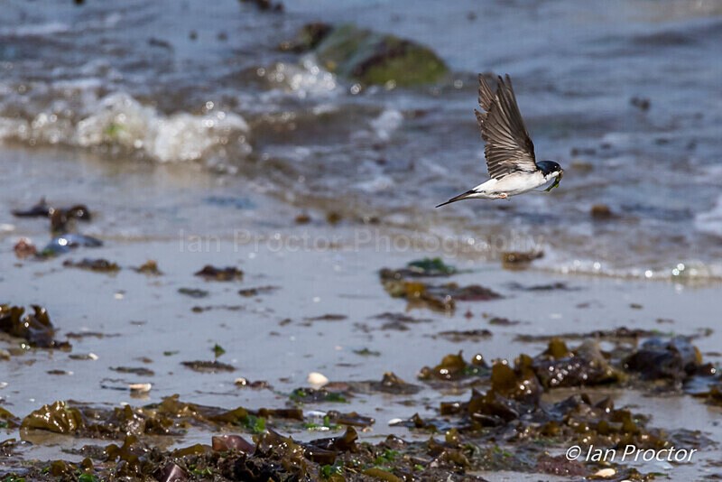 House Martin in flight over shoreline - 2 of 3 - Nature