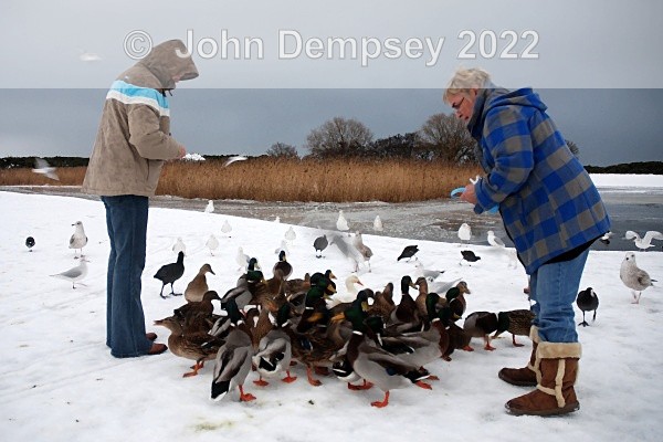 Cynthia & Kerry Feed The Birds 2 - The Curlie