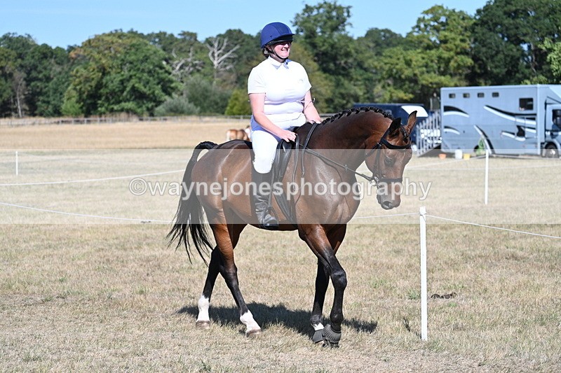 WJ7_1458 - Class 42 Most Handsome Gelding
