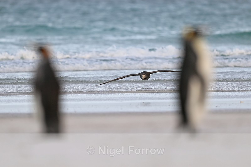 Southern Giant Petrel gliding low behind King Penguins - Southern Giant Petrel