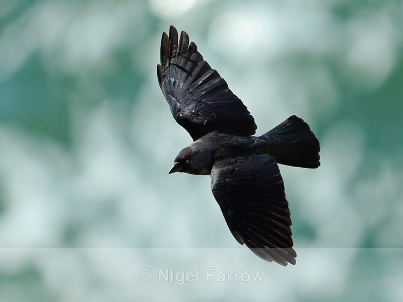 Jackdaw in flight along the cliffs at Durlston - Jackdaw