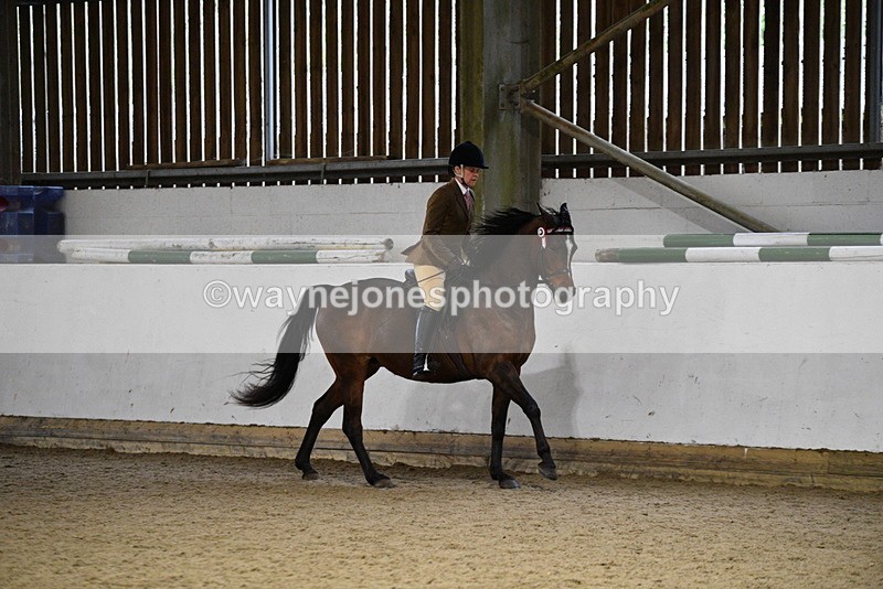 WJ5_8786 - Class 15 Ridden Show Horse