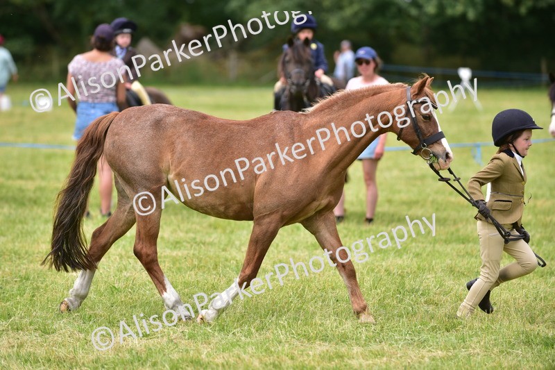 20260614-3681 - Class 15 - Prettiest Mare