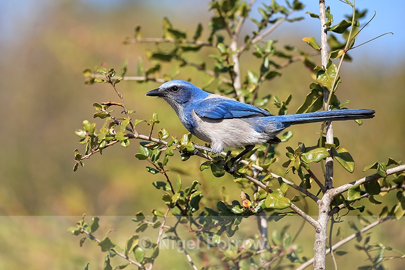 Florida Scrub-Jay crouching, Shamrock Park, Venice, Florida - Florida Scrub-Jay