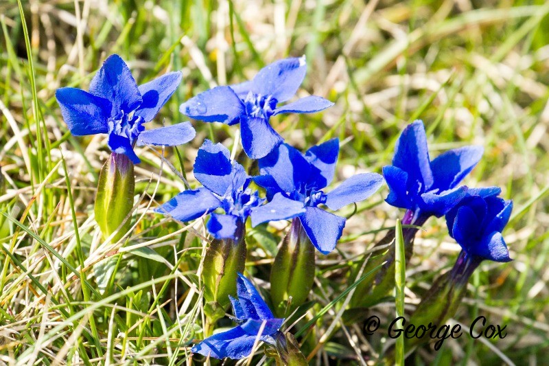 Spring Gentian