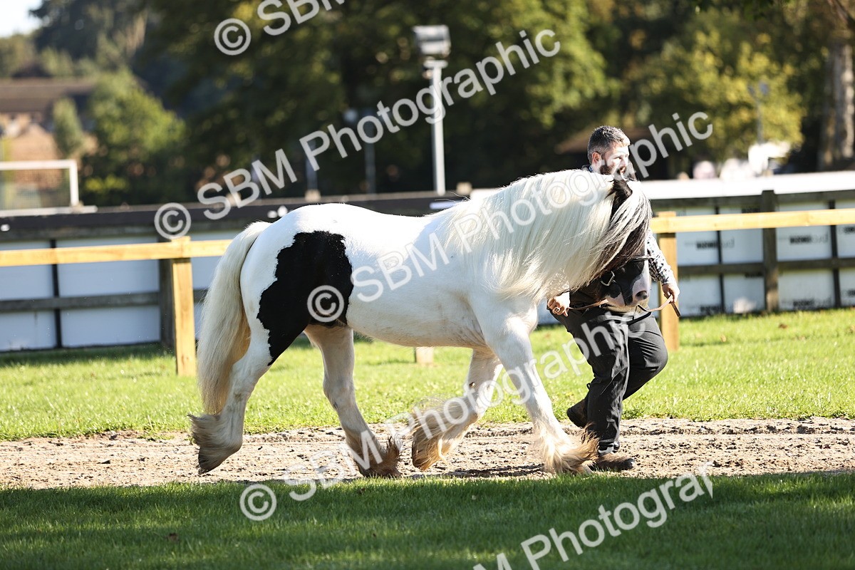 SBM_15854 - S1 - TSR in Hand Horse & Pony Showing
