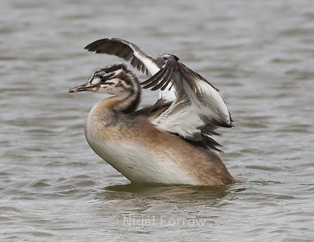 Great Crested Grebe (juvenile) flapping its wings - Great Crested Grebe
