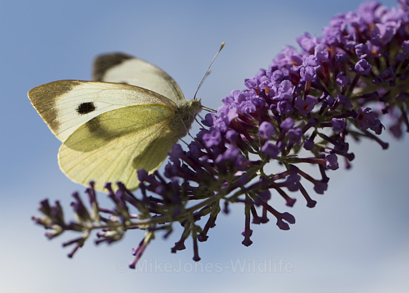  - BUTTERFLIES