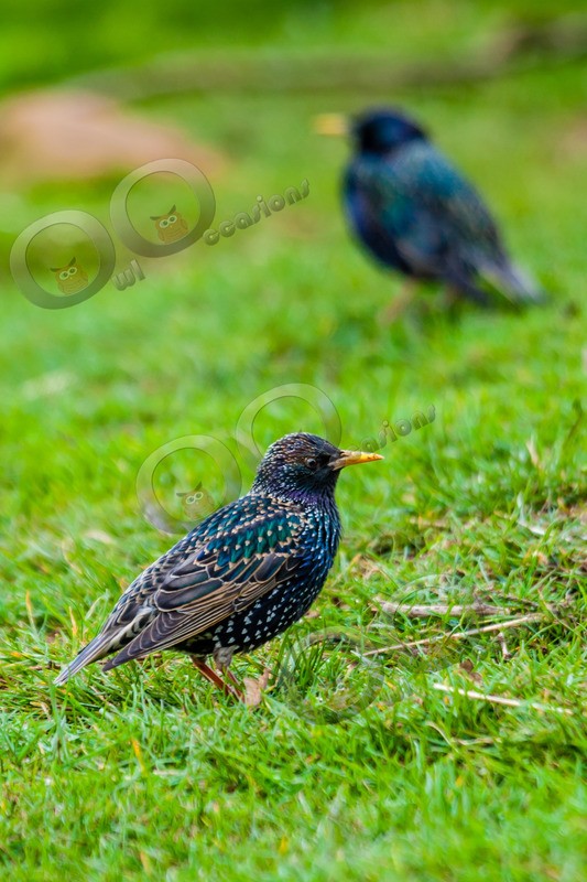 Starling Sturnus vulgaris-5250 - UK birds