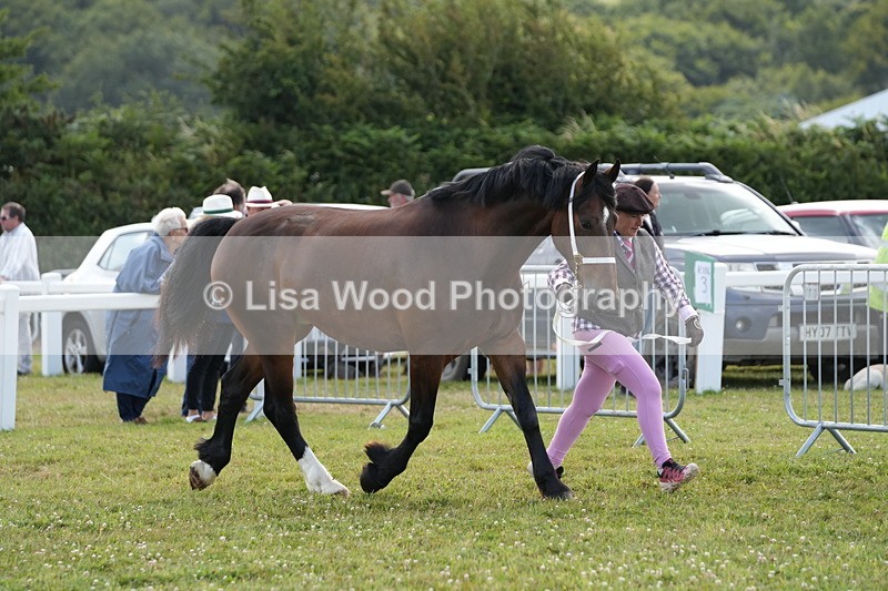 DSC05743 - Class 51: NPS M&M 4 years and over Large Breeds