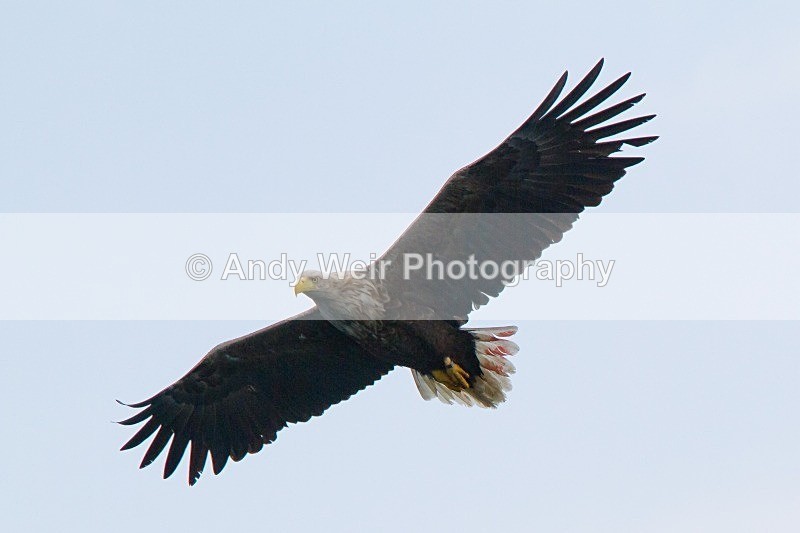 20120529-_MG_9136 - White Tailed Eagle