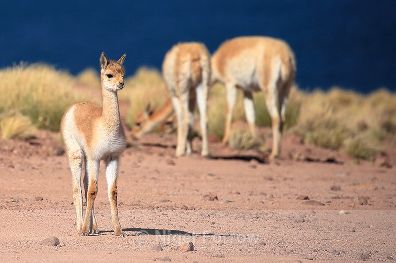 Juvenile Vicuna at Laguna Miscanti, Atacama Desert, Chile - Vicuna