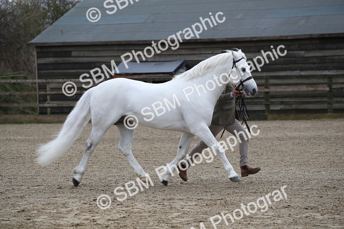 SBM_004027 - Class 1-4 - Young Stock classes Inc. In Hand Championship