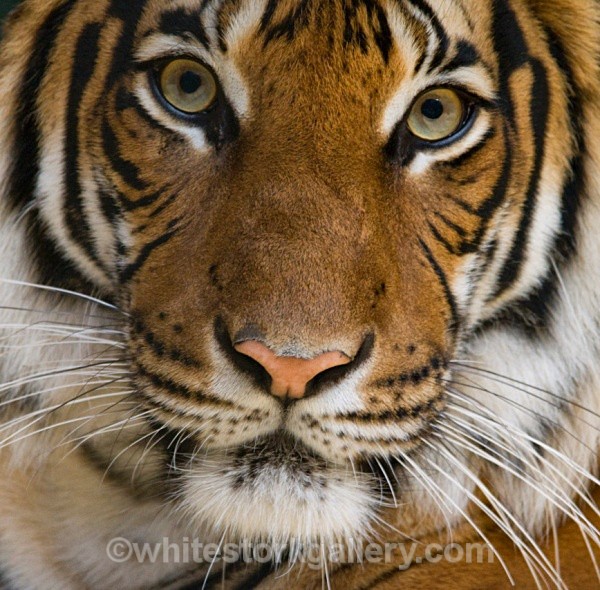 Bright Eyes - Wildlife and Animals