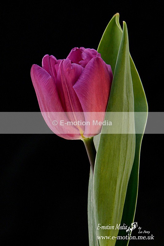 080420 -185941a - Nature