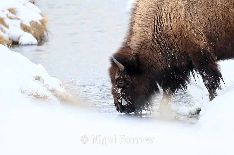 Bison drinking, Soda Butte Creek, Yellowstone National Park - Bison