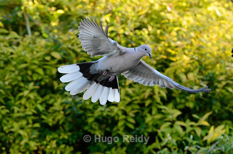  - Birds in the Wild