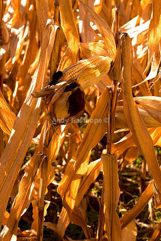 Corn Crop - Autumn in Canada