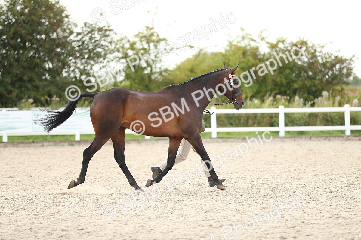SBM_08526 - Class 28 - IH Veteran Horse