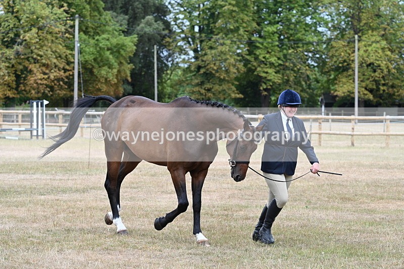 WJ7_9880 - Class 5a Most Handsome Gelding (above 14.2hh)