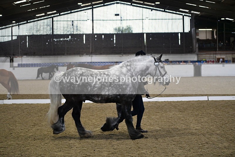 WJ5_4322 - Class 6 In hand M&M - Large Breeds