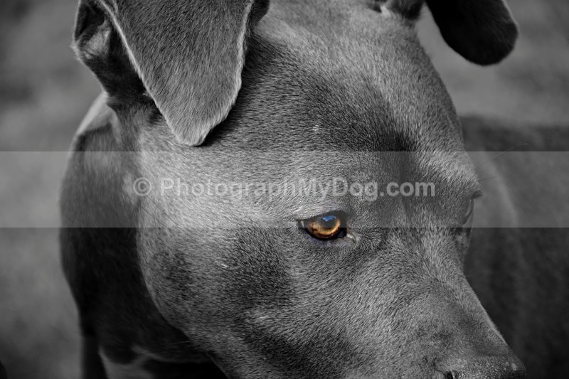  - American Staffordshire Terrier