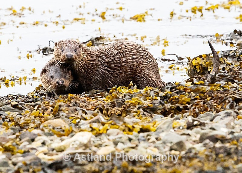 Astland Photography, Bird and Wildlife Images, Susan and Peter Wilson, U.K.