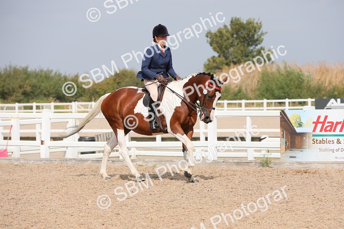SBM_13346 - Class 308 Ridden Coloured Horse