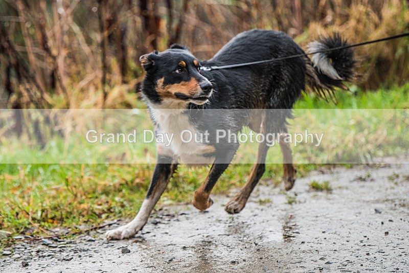 Glentress 21  10K-518 - High Terrain Events Glentress 21 & 10K Trail Races Saturday 18th November 2023
