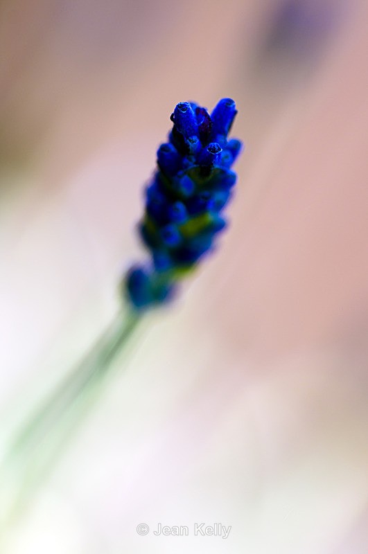 Flower - 9831 - Blue