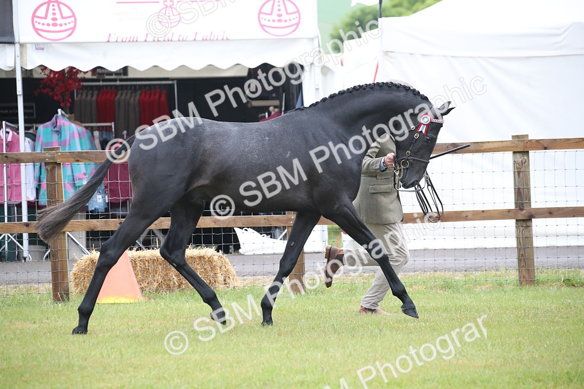 SBM_00041 - Class 17-20 - Arab & Part Bred - Anglo Arab In Hand