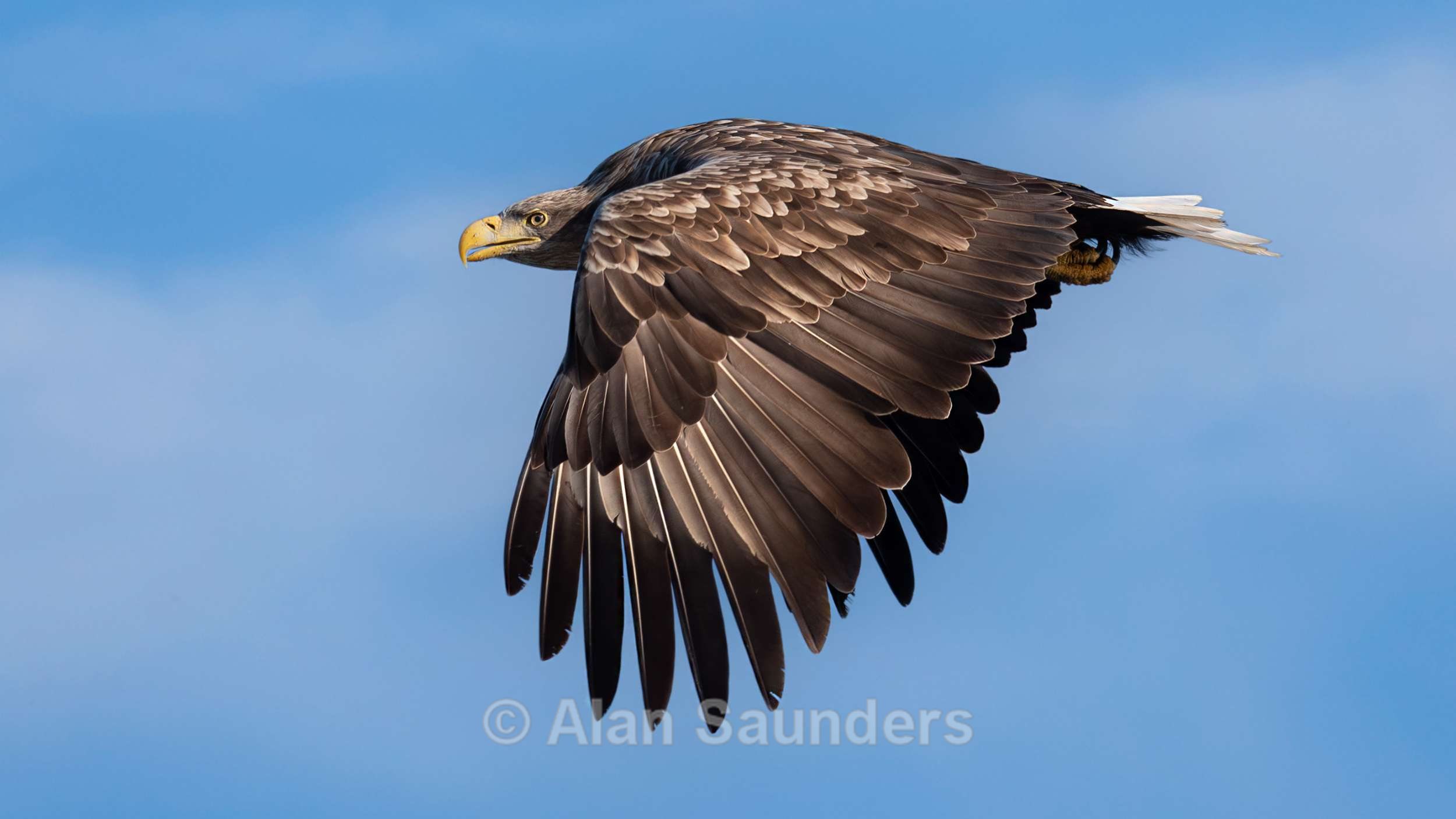 White Tailed Eagle 11
