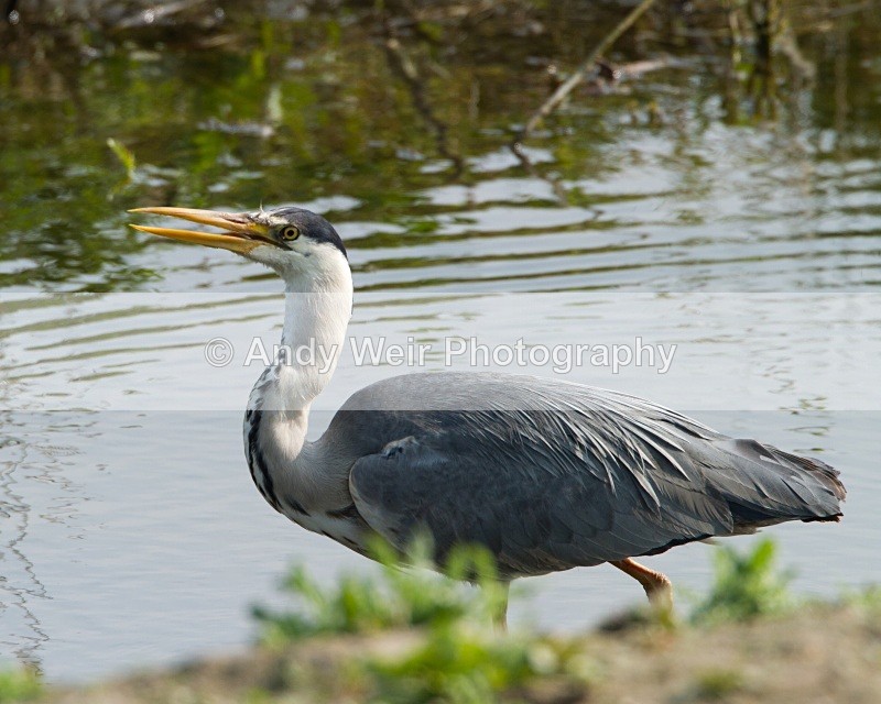20110422-IMG_4563 - Grey Heron
