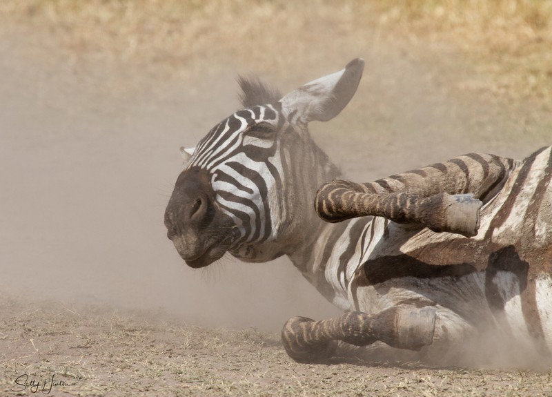 Dusty Zebra 1