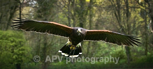 _DSC1133 - Birds of Prey Workshop