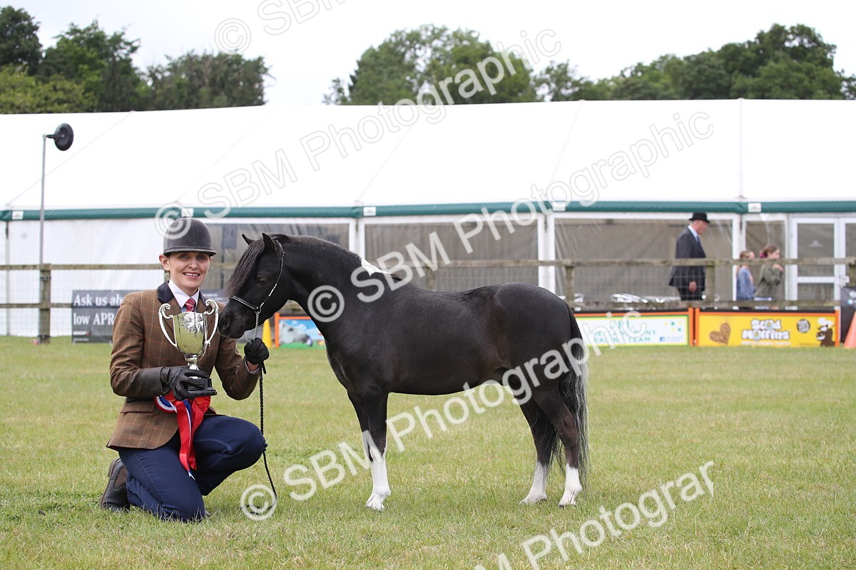SBM_03571 - Class 23-25 - British Miniature Horse of the Year