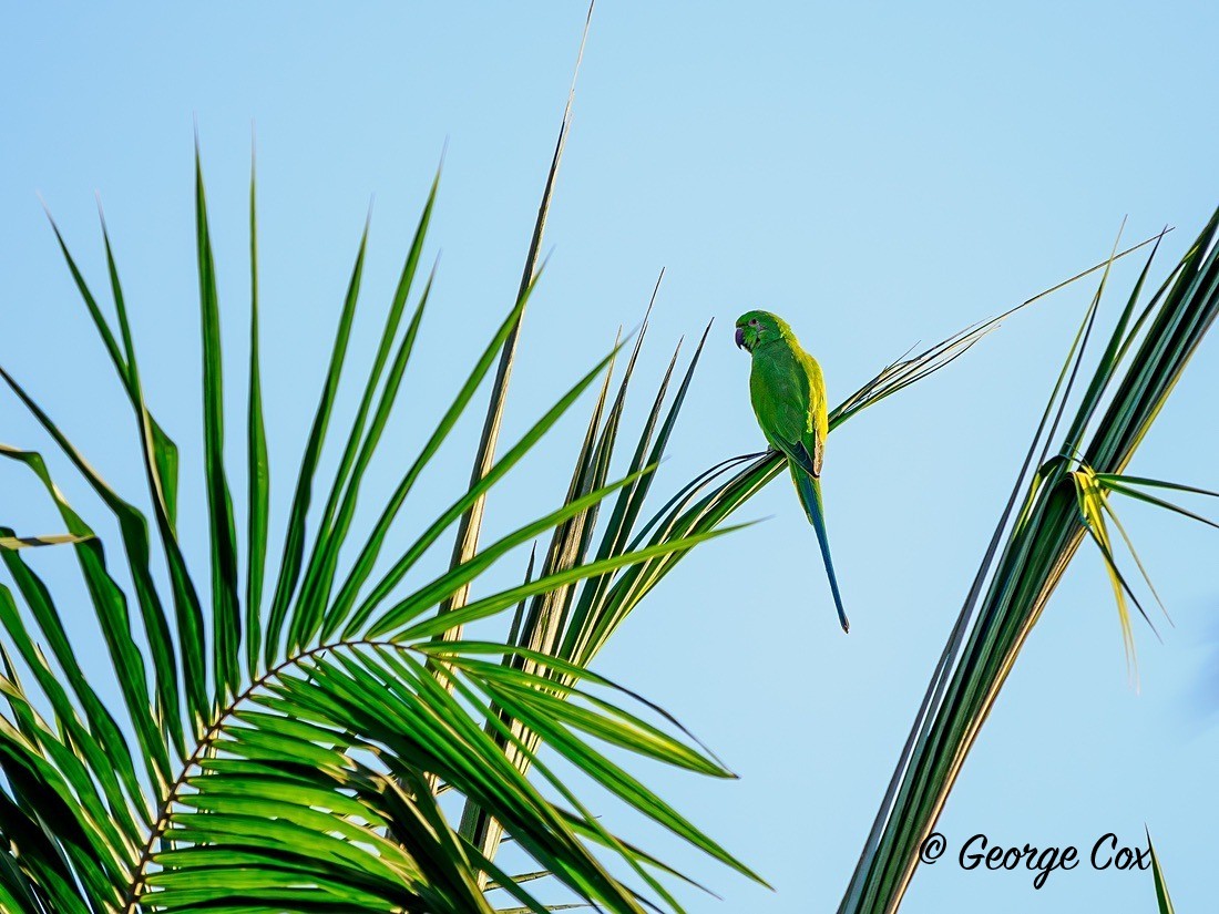 Green Parakeet - Gambia 2025
