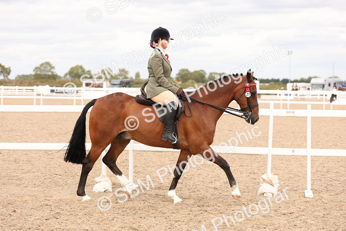 SBM_17313 - Class 214 - Ridden Hack Riding Horse