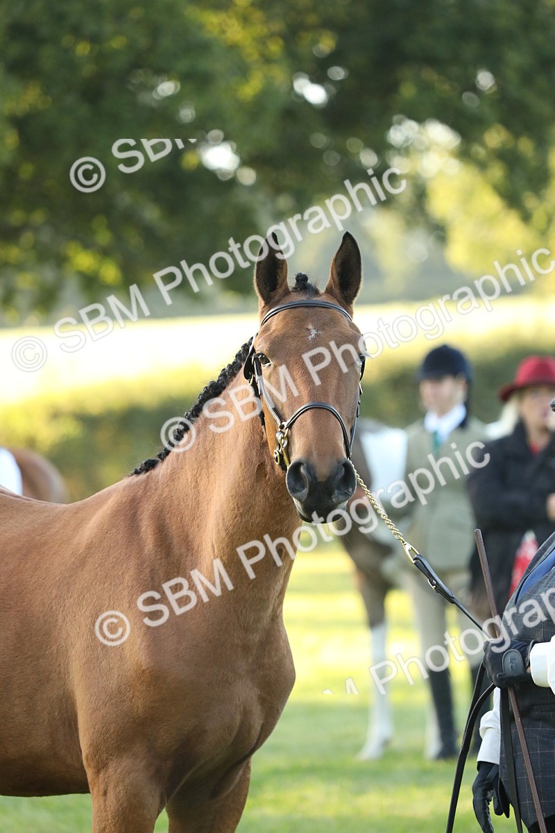 SBM_57839 - S42 - Youngstock