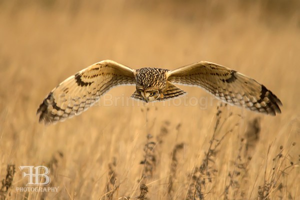 SOE-16 - Birds of Prey