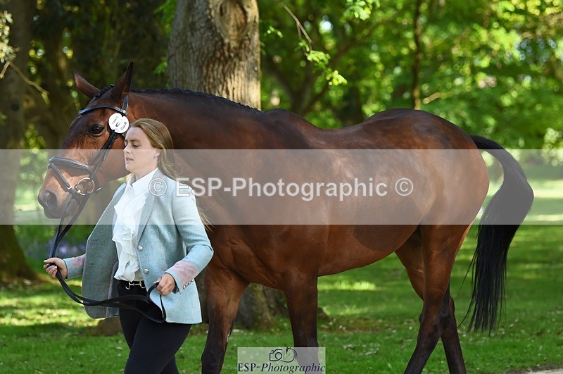 230524-162846-00896 - 103-CLOUDED_LEOPARD-Jessica_Coombes-WEDTrotUp+DR