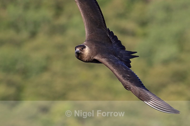Arctic Jaeger flying, close view, Flatanger, Norway - Arctic Skua