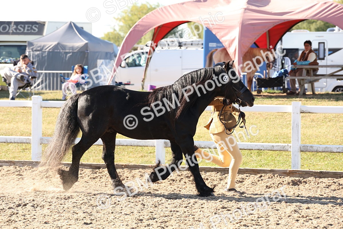 SBM_11720 - Class 204 - Young Handler 11 to 16 years