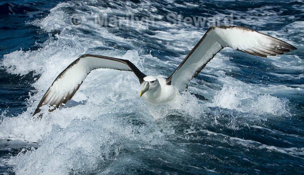 White-capped albatross take-off - Exhibition acceptances