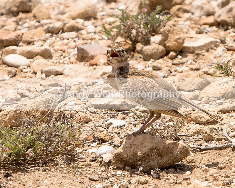 20150611-8E0A9452 - Abroad